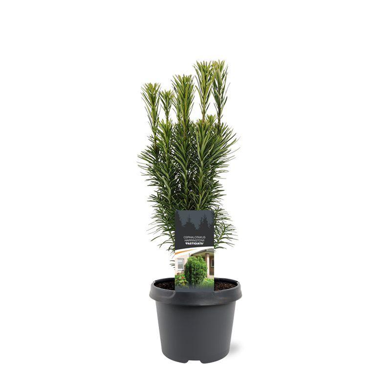 Горшечные цветы и растения оптом Cephalotaxus Harr Fastigiata от 1шт из Голландии с доставкой по России