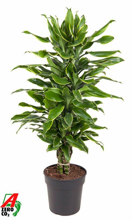 Горшечные цветы и растения оптом Drac Gold Coast Branched от 1шт из Голландии с доставкой по России