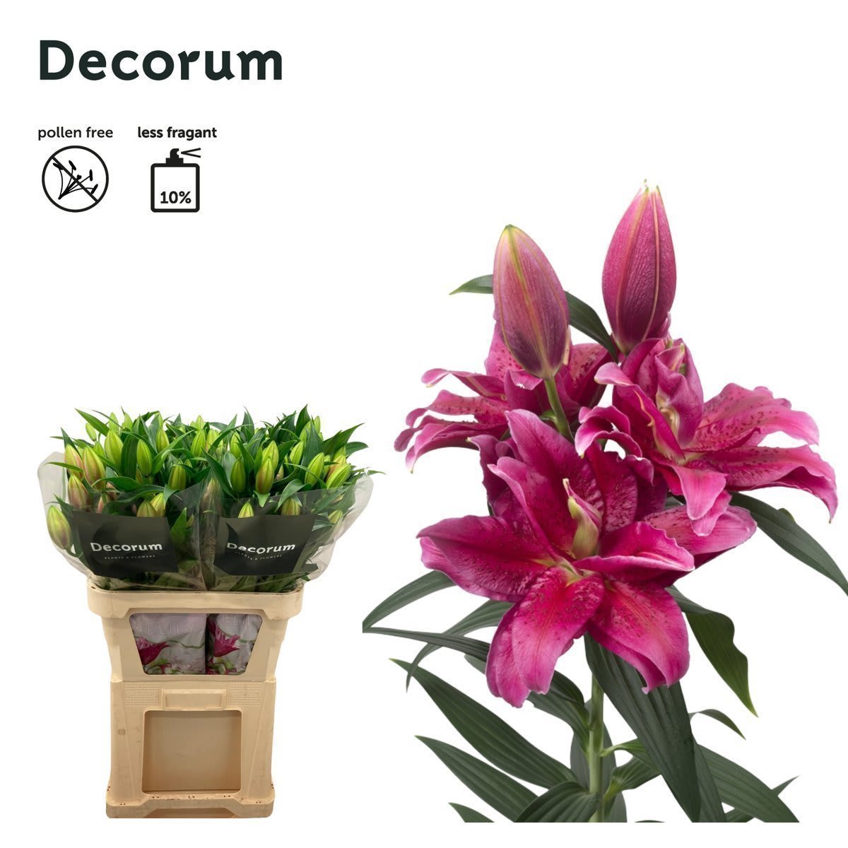 Срезанные цветы оптом Lilium or dbl roselily dalinda от 30шт. из Голландии с доставкой по России
