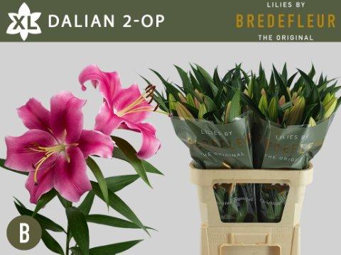 Срезанные цветы оптом Lilium or dalian от 40шт. из Голландии с доставкой по России