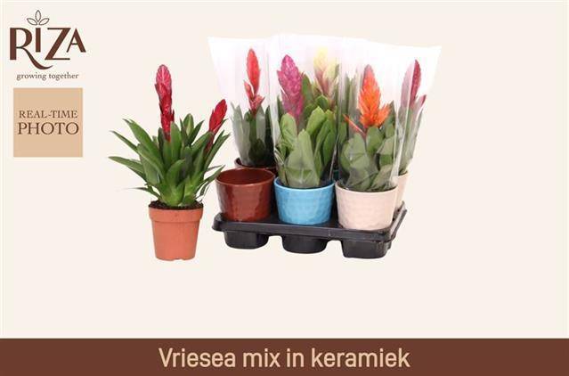 Горшечные цветы и растения оптом Vries Gem 5 Srt от 6шт из Голландии с доставкой по России