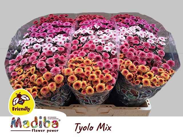 Срезанные цветы оптом Chrys sa madiba tyolo mixed in bucket от 75шт из Голландии с доставкой по России