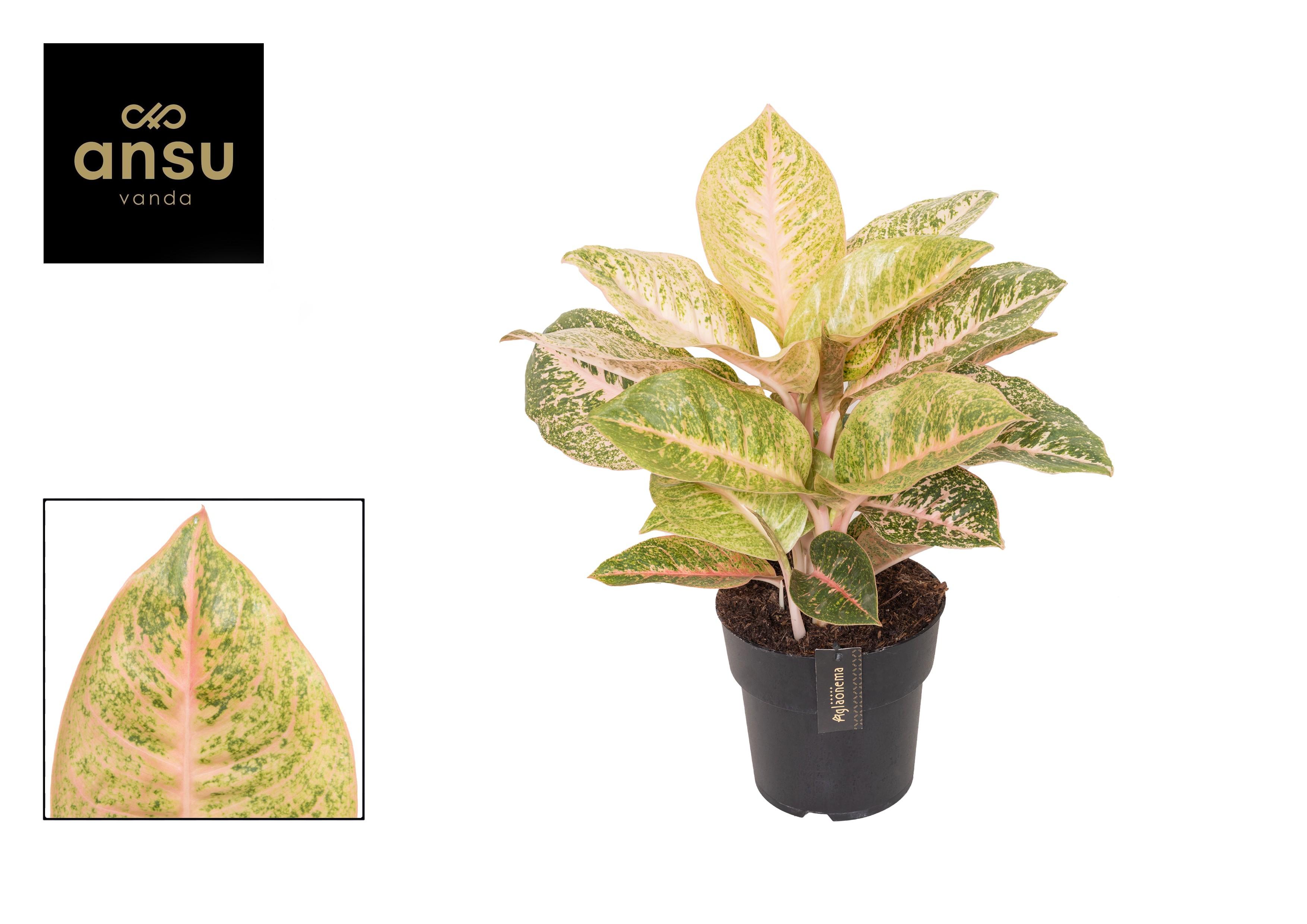 Горшечные цветы и растения оптом Aglaonema Vermillion Red от 3шт из Голландии с доставкой по России
