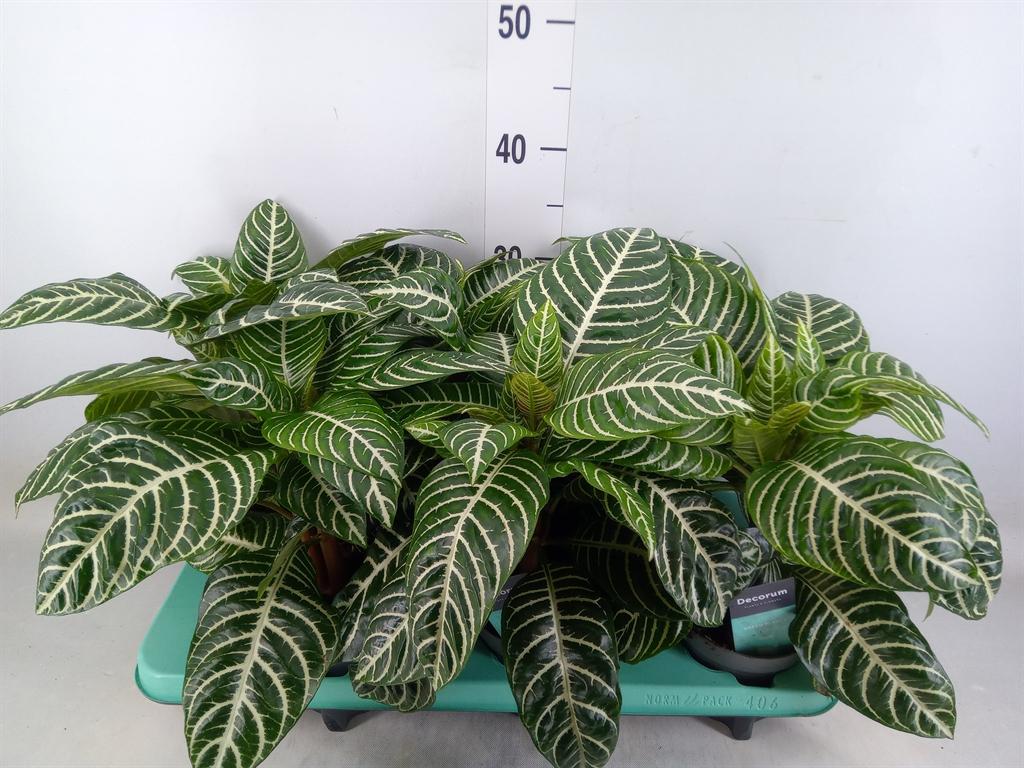 Горшечные цветы и растения оптом Aphelandra Squar. от 6шт из Голландии с доставкой по России