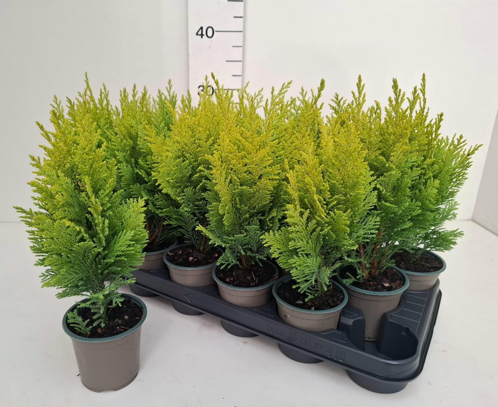 Горшечные цветы и растения оптом Cham L Ellwoods Emp от 18шт (для телеги) из Голландии с доставкой по России