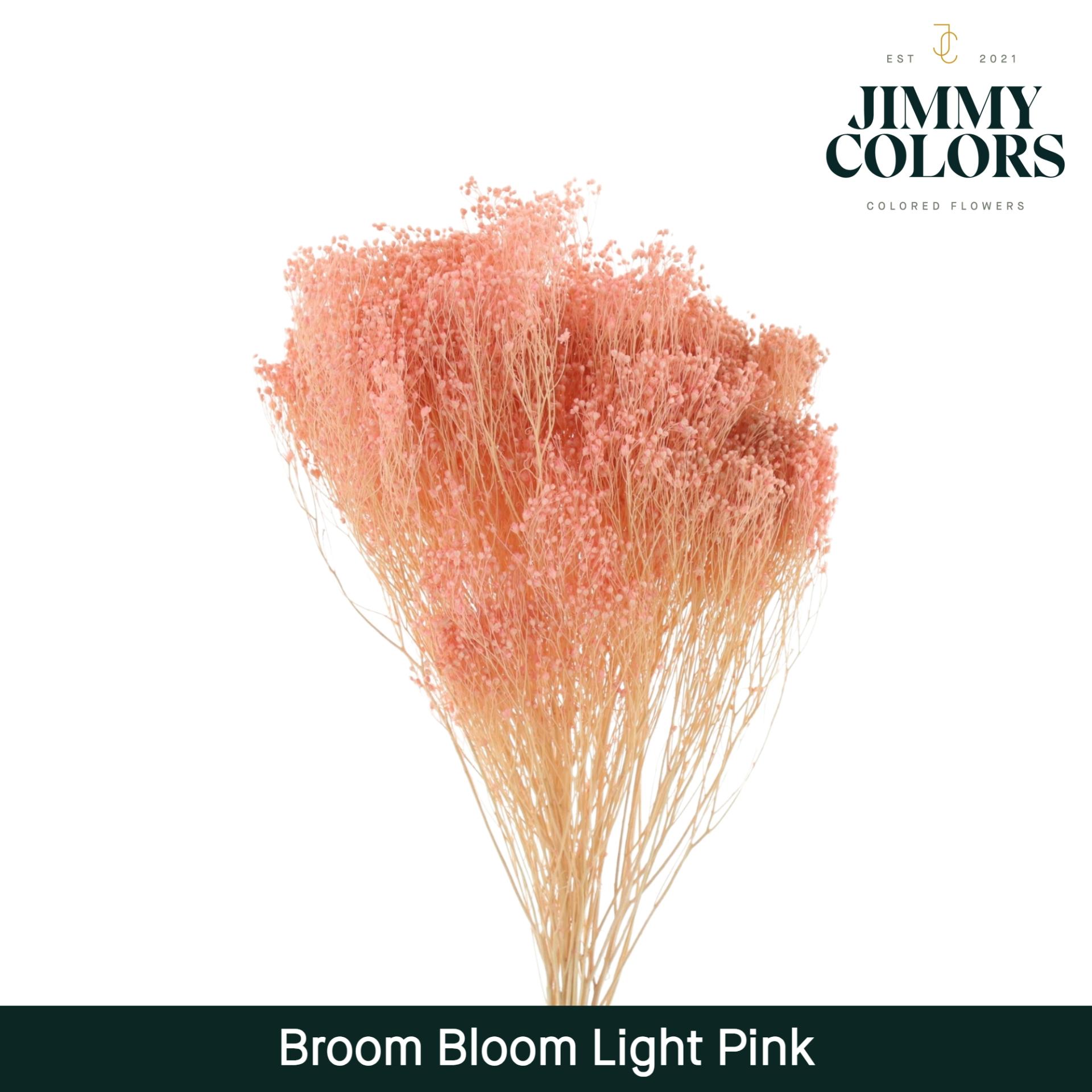 Срезанные цветы оптом Broom bloom paint pink light от 5шт из Голландии с доставкой по России