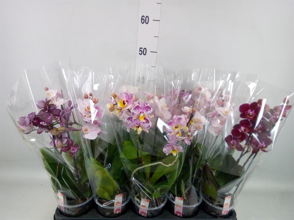 Горшечные цветы и растения оптом Phalaenopsis Multi. ...mix 4 от 10шт из Голландии с доставкой по России Горшечные цветы и растения оптом Phalaenopsis Multi. ...mix 4 от 10шт из Голландии с доставкой по России