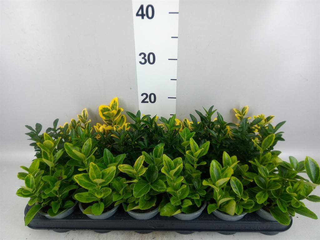 Горшечные цветы и растения оптом Euonymus Japon. ...mix от 18шт (для телеги) из Голландии с доставкой по России