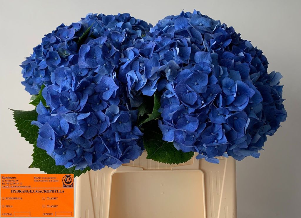 Срезанные цветы оптом Hydrangea bela blue от 10шт. из Голландии с доставкой по России