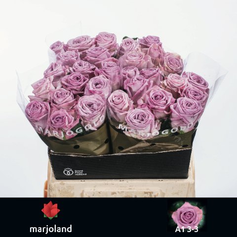 Срезанные цветы оптом Rosa large nayeli! от 30шт из Голландии с доставкой по России