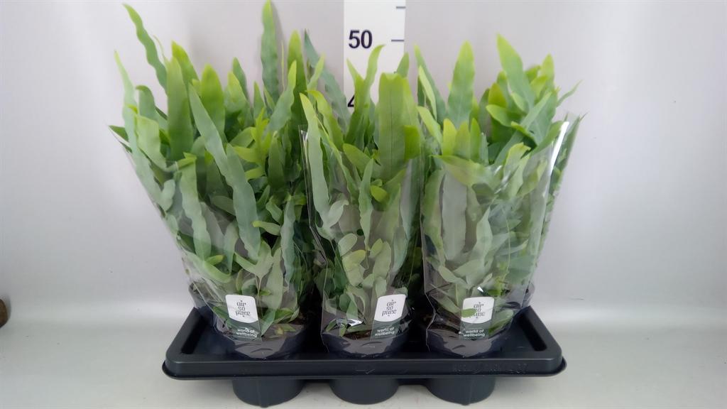 Горшечные цветы и растения оптом Phlebodium Aureum blue Star от 7шт из Голландии с доставкой по России