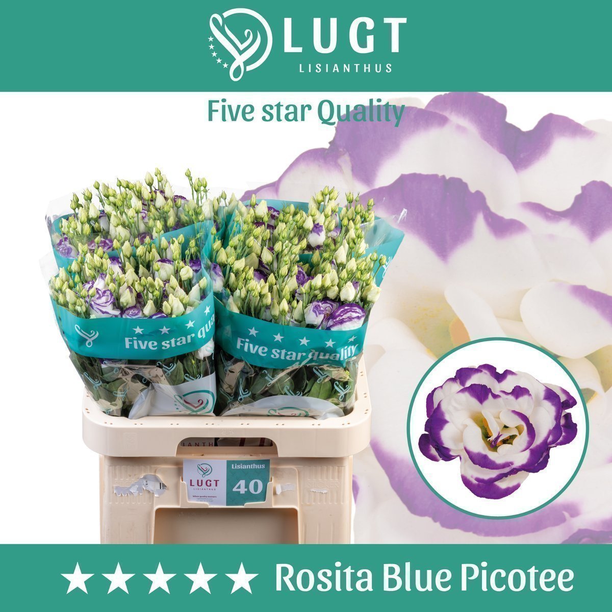 Срезанные цветы оптом Lisianthus do rosita blue picotee от 40шт.. из Голландии с доставкой по России