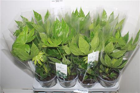 Горшечные цветы и растения оптом Fatsia Variegata Bontbladig от 8шт из Голландии с доставкой по России