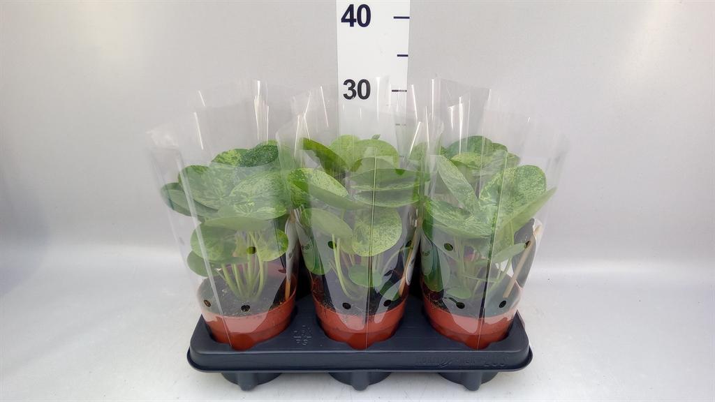 Горшечные цветы и растения оптом Pilea ... от 6шт из Голландии с доставкой по России