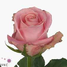 Срезанные цветы оптом Rosa la hermosa+ от 50шт из Голландии с доставкой по России