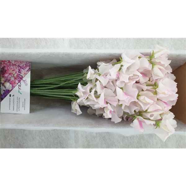 Срезанные цветы оптом Lathyrus wedding white (white-pink) от 50шт из Голландии с доставкой по России