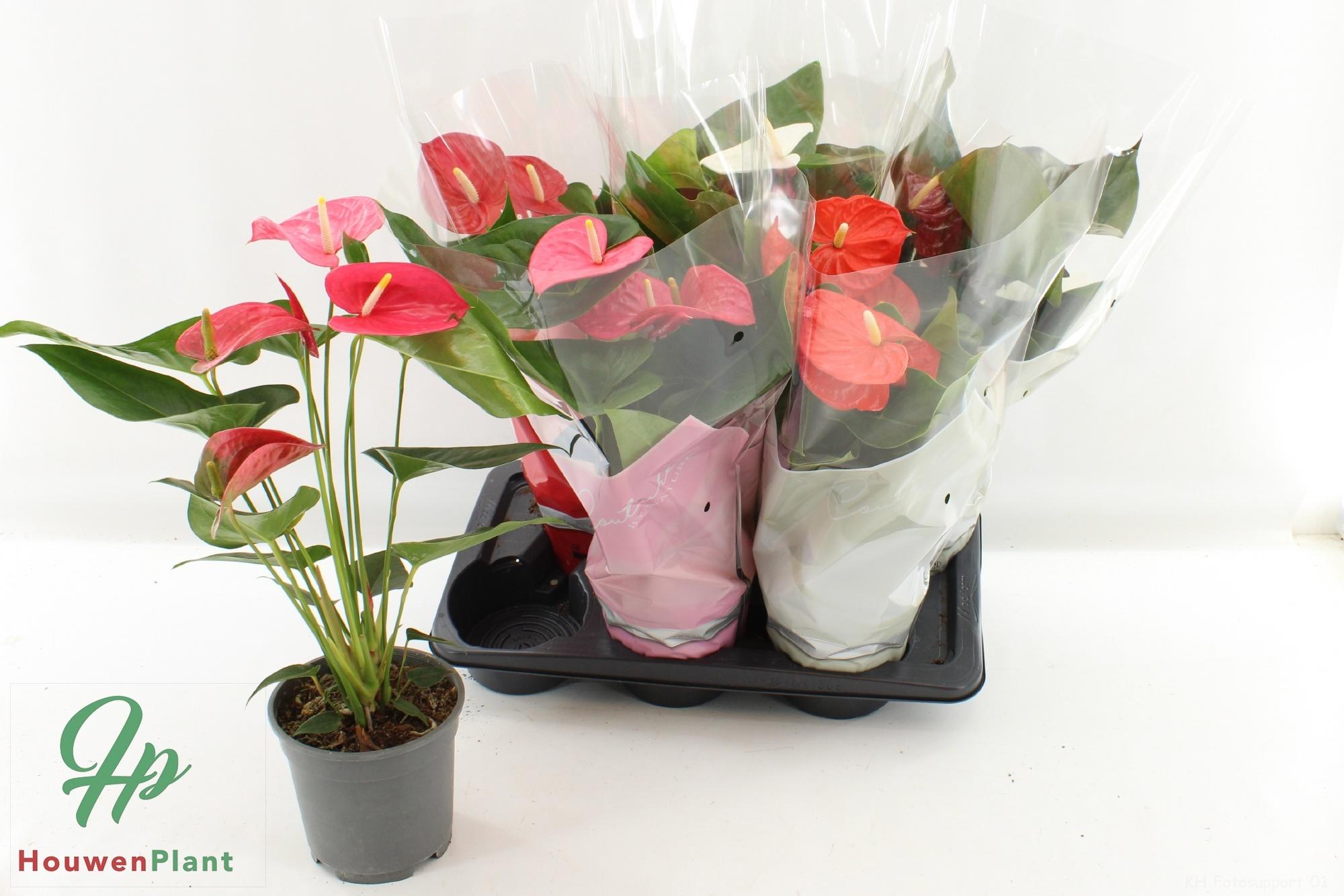 Горшечные цветы и растения оптом Anthu An Gem 4 Kl от 6шт из Голландии с доставкой по России