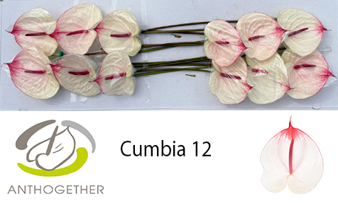 Срезанные цветы оптом Anthurium cumbia от 12шт из Голландии с доставкой по России
