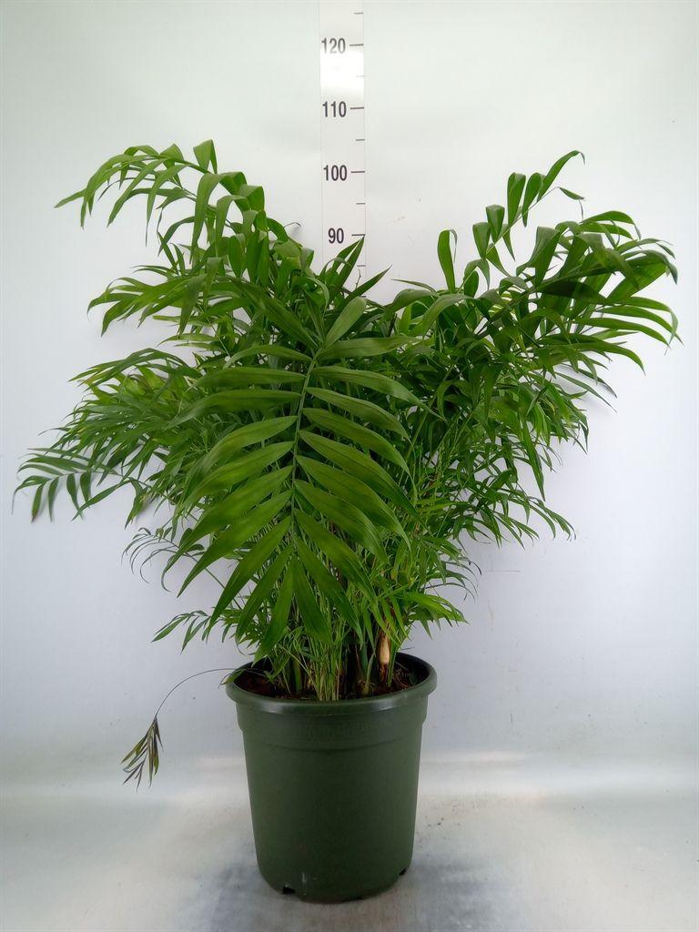 Горшечные цветы и растения оптом Chamaedorea Elegans от 1шт из Голландии с доставкой по России