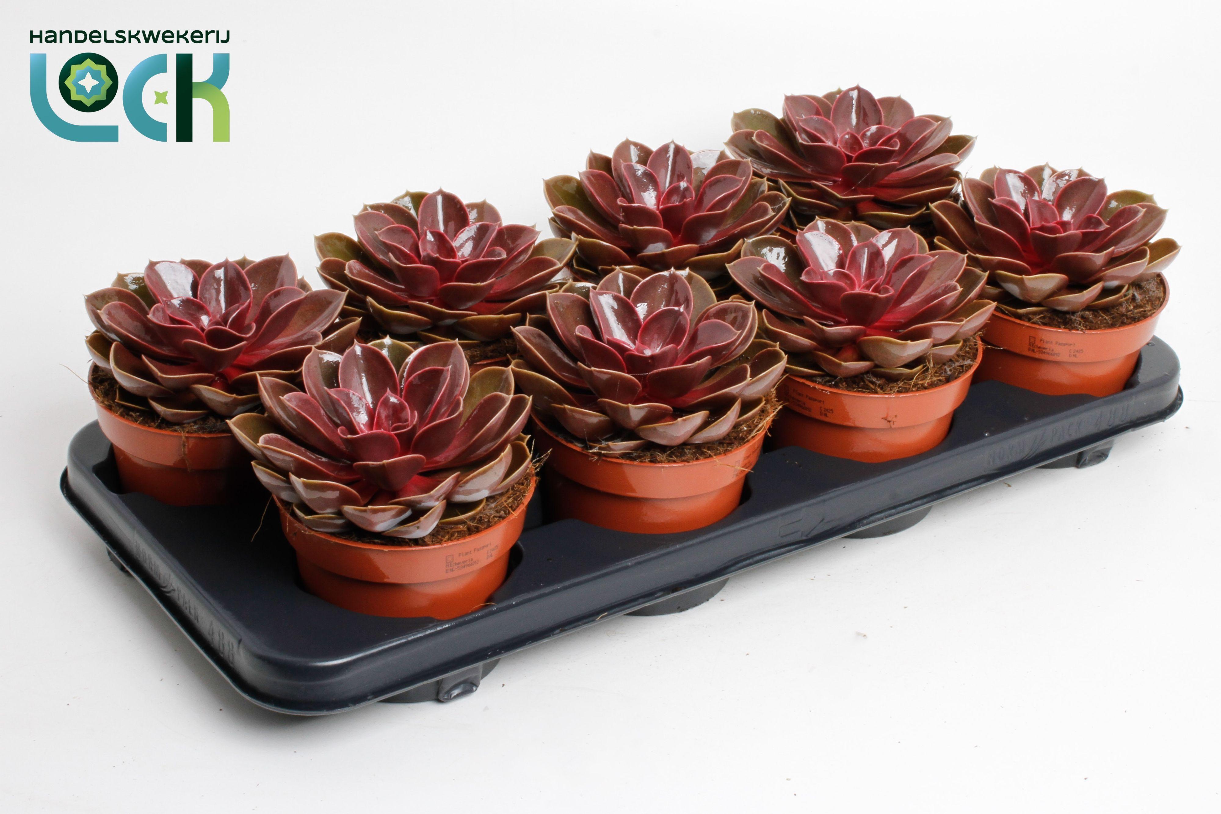 Горшечные цветы и растения оптом Echeveria Magic Red от 6шт из Голландии с доставкой по России