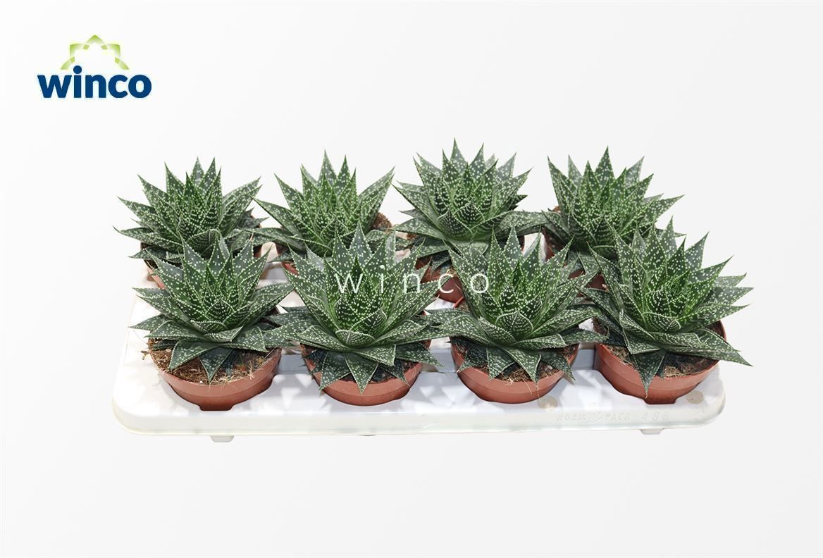 Горшечные цветы и растения оптом Aloe Ov от 8шт из Голландии с доставкой по России