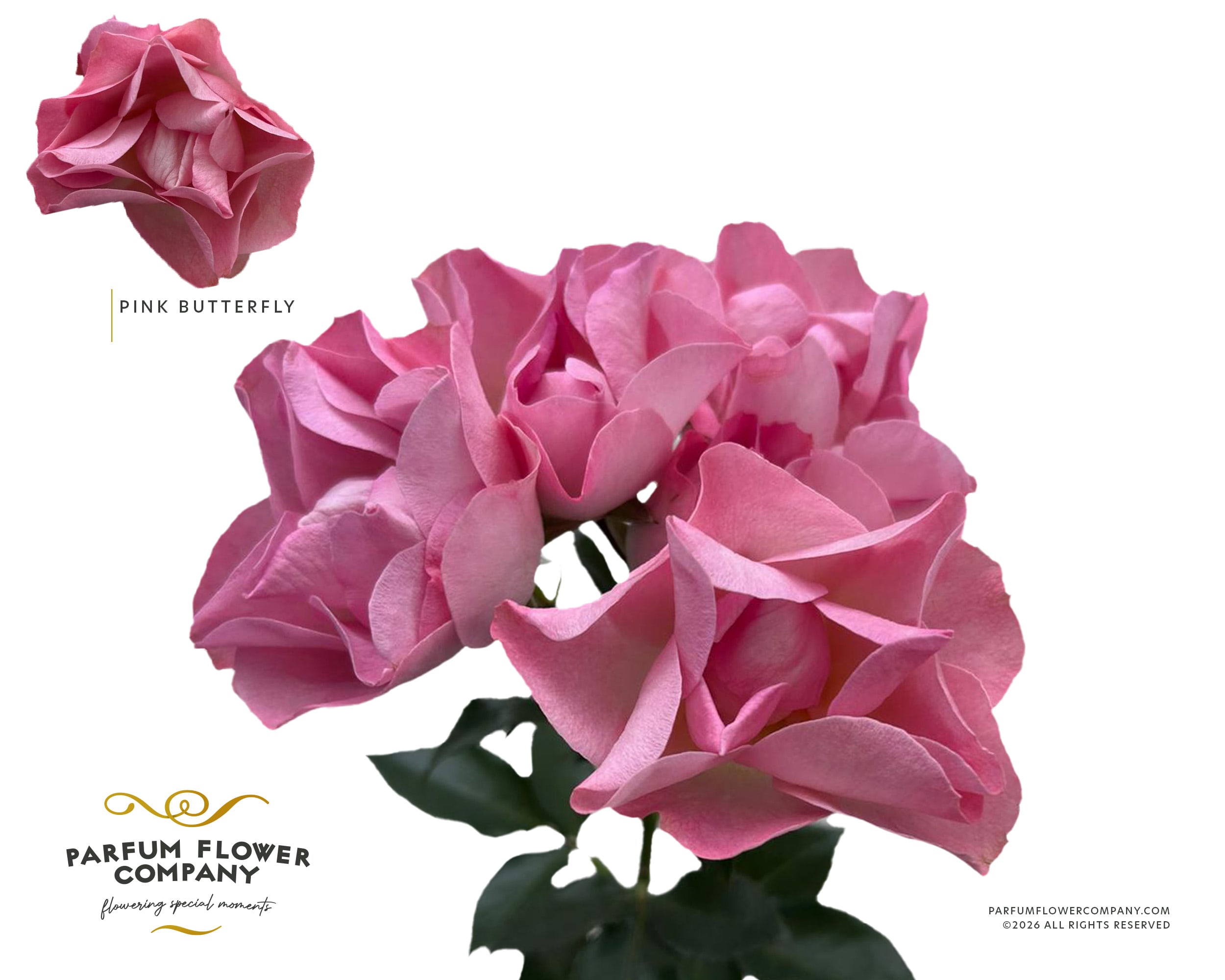Срезанные цветы оптом Rosa spray от 12шт. из Голландии с доставкой по России