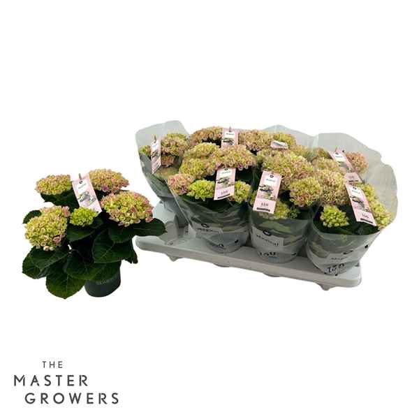 Горшечные цветы и растения оптом Hydrangea Ma Magical Revolution Pink 3+ от 8шт из Голландии с доставкой по России