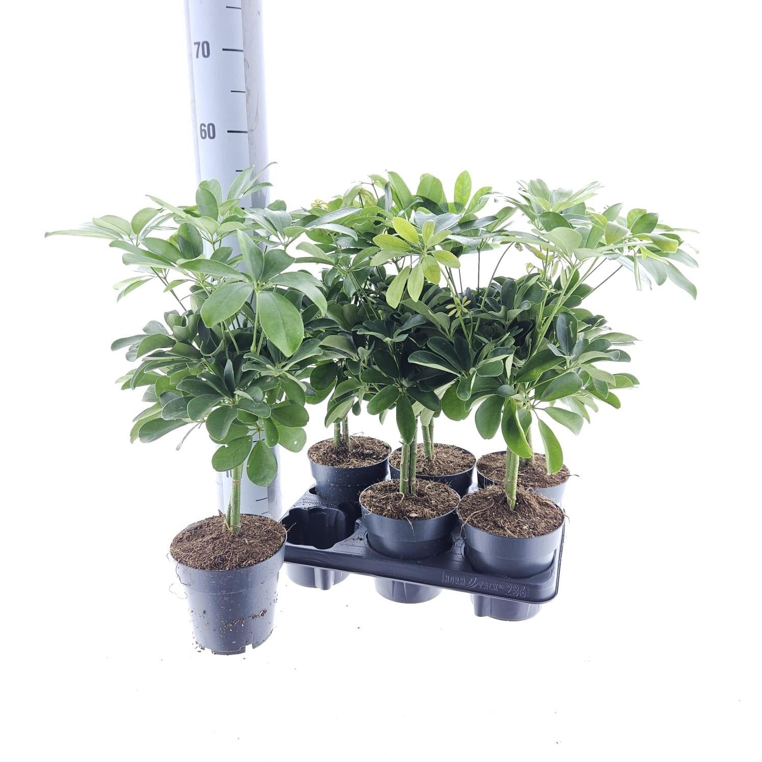 Горшечные цветы и растения оптом Schef Ar Nora от 6шт из Голландии с доставкой по России