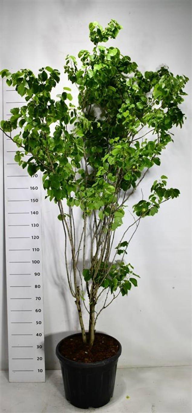 Горшечные цветы и растения оптом Cercis Chinensis shirobana от 1шт из Голландии с доставкой по России
