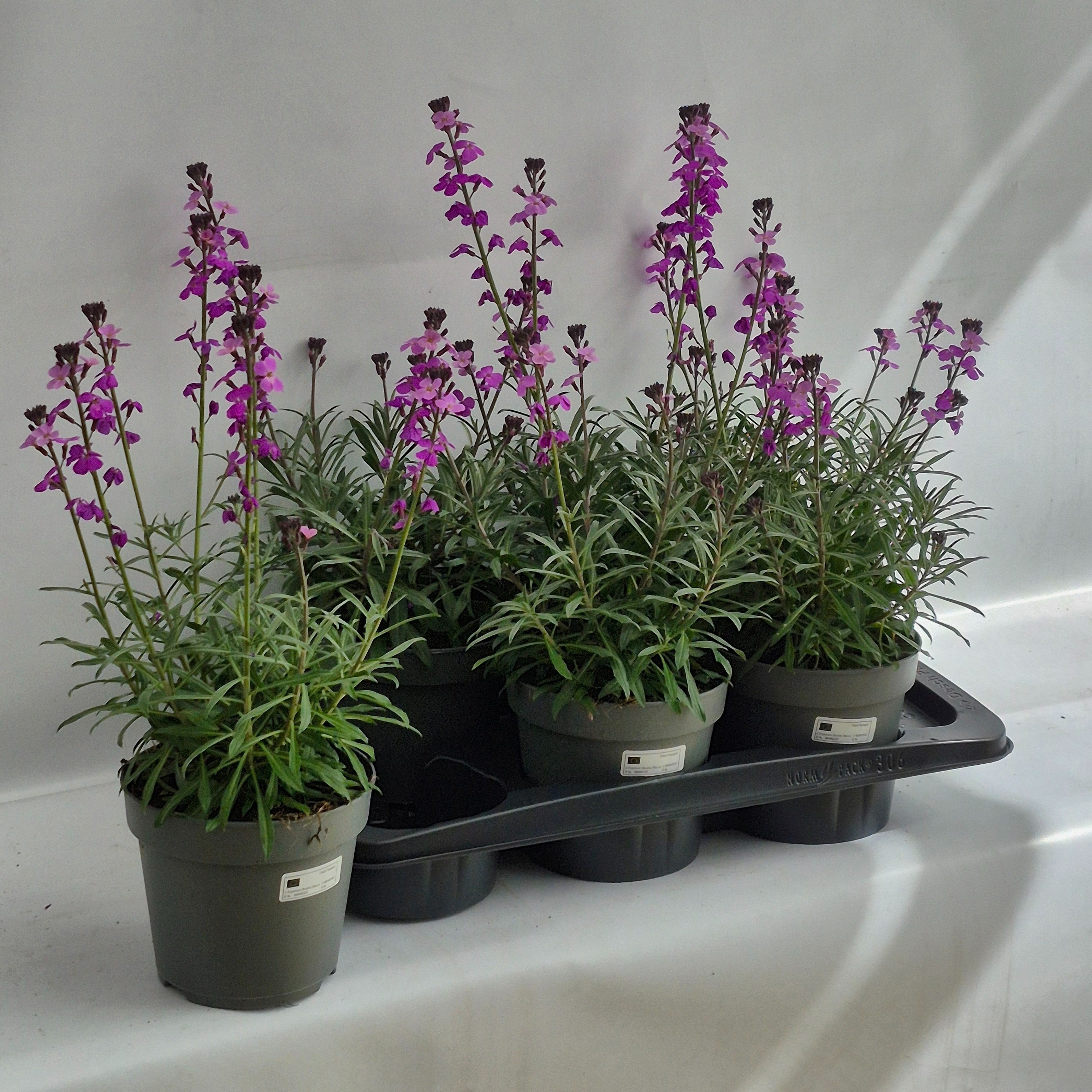 Горшечные цветы и растения оптом Erys Bowles Mauve от 6шт из Голландии с доставкой по России