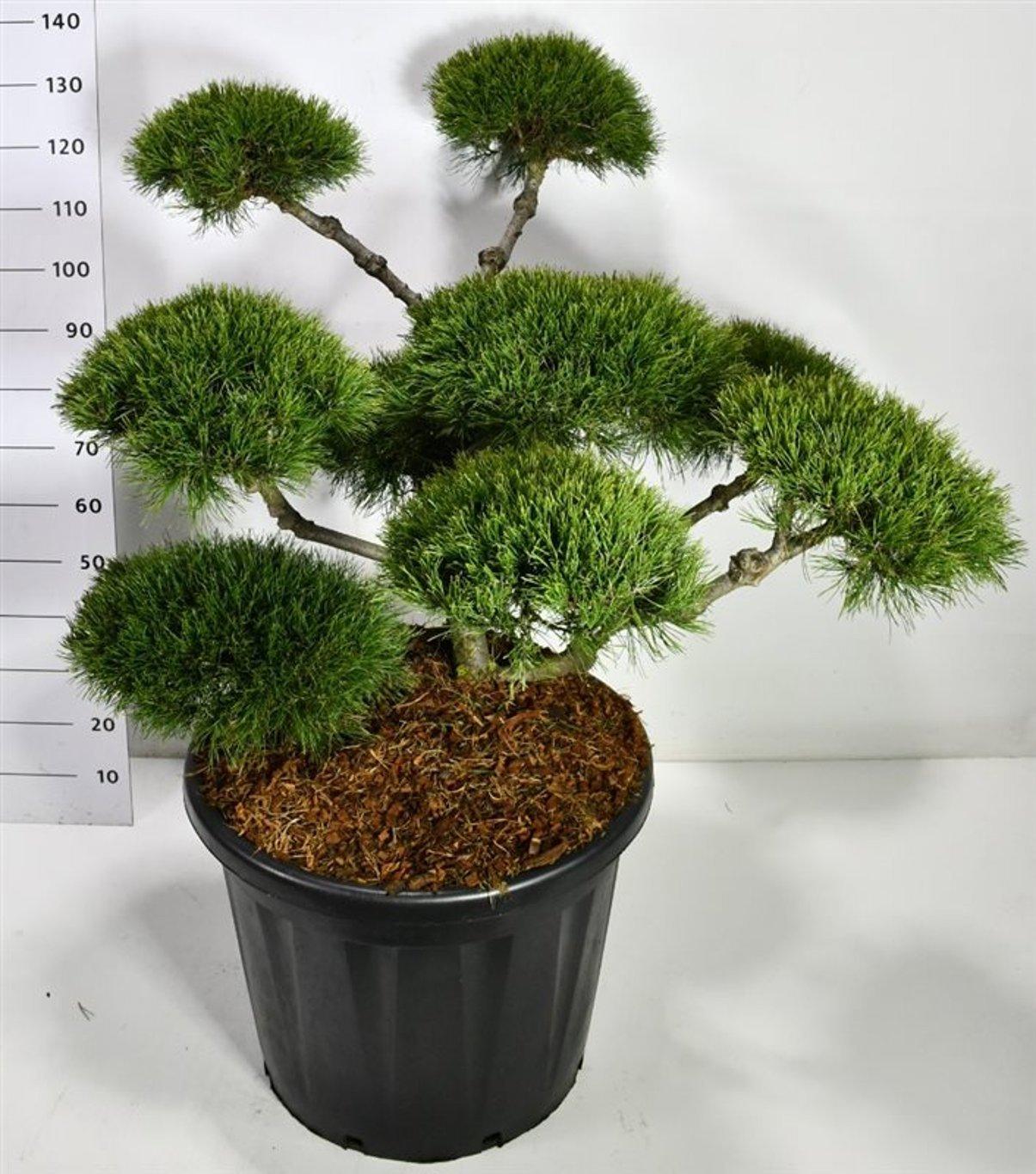 Горшечные цветы и растения оптом Pinus Mugo Mughus A от 1шт из Голландии с доставкой по России