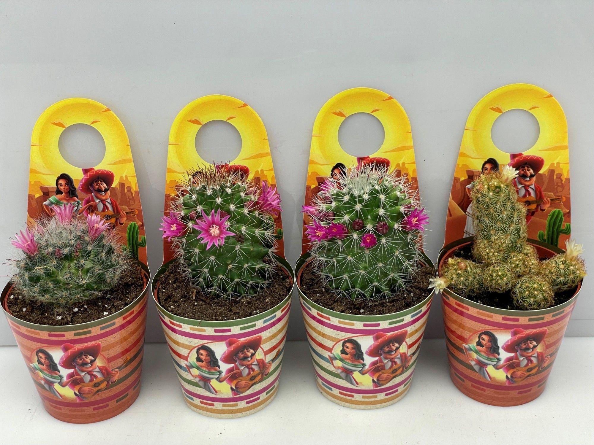 Горшечные цветы и растения оптом Mamm Gem от 12шт (для телеги) из Голландии с доставкой по России