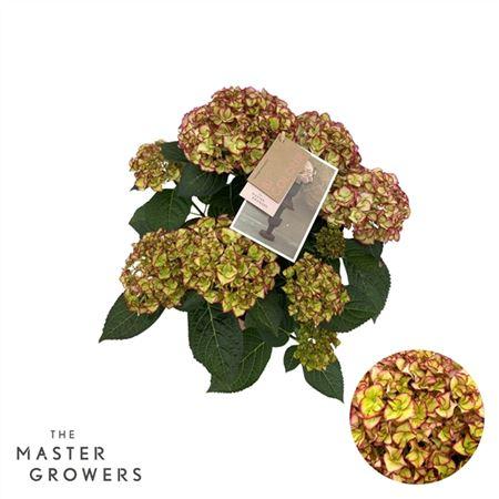 Горшечные цветы и растения оптом Hydrangea Ma Hi Moon 5+ от 6шт из Голландии с доставкой по России