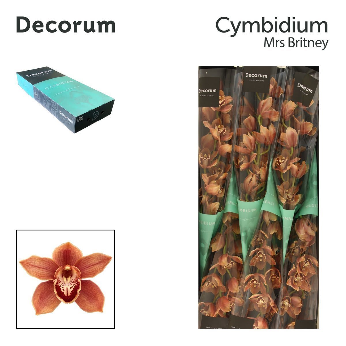 Срезанные цветы оптом Cymbidium bronze mrs britney от 6шт. из Голландии с доставкой по России