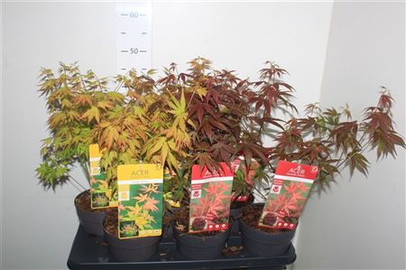 Горшечные цветы и растения оптом ** Acer Palmatum * Spring Deal * от 6шт из Голландии с доставкой по России