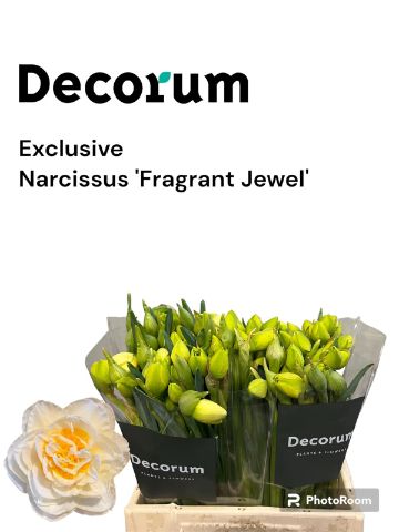 Срезанные цветы оптом Narcissus do fragrant jewel от 100шт из Голландии с доставкой по России Срезанные цветы оптом Narcissus do fragrant jewel от 100шт из Голландии с доставкой по России