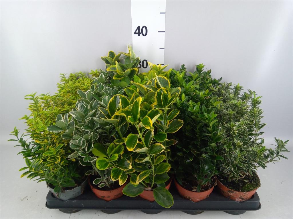 Горшечные цветы и растения оптом Euonymus Japon. ...mix от 15шт из Голландии с доставкой по России