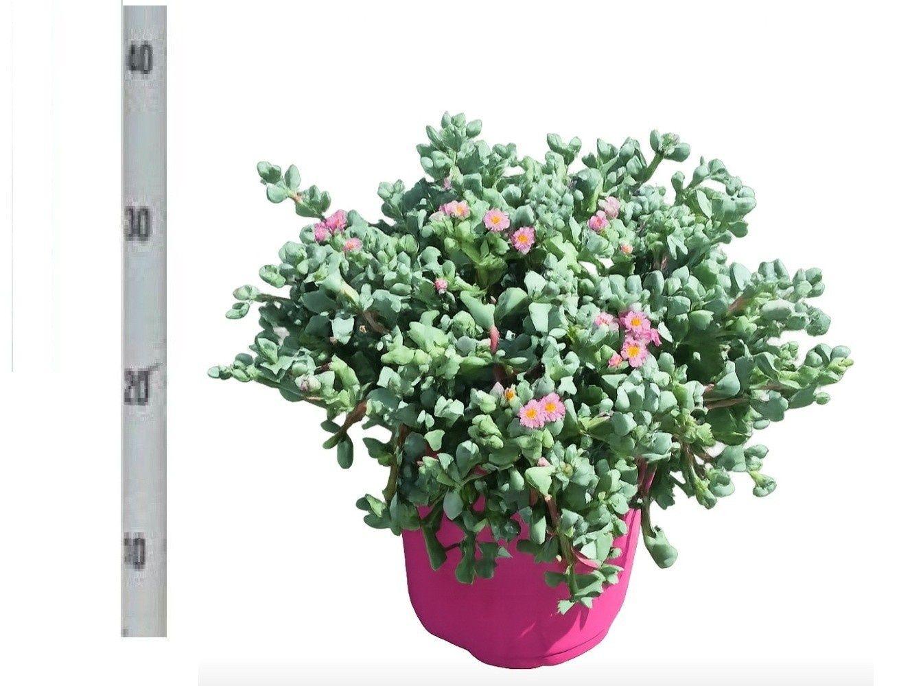 Горшечные цветы и растения оптом Lampranthus Roseus от 1шт из Голландии с доставкой по России