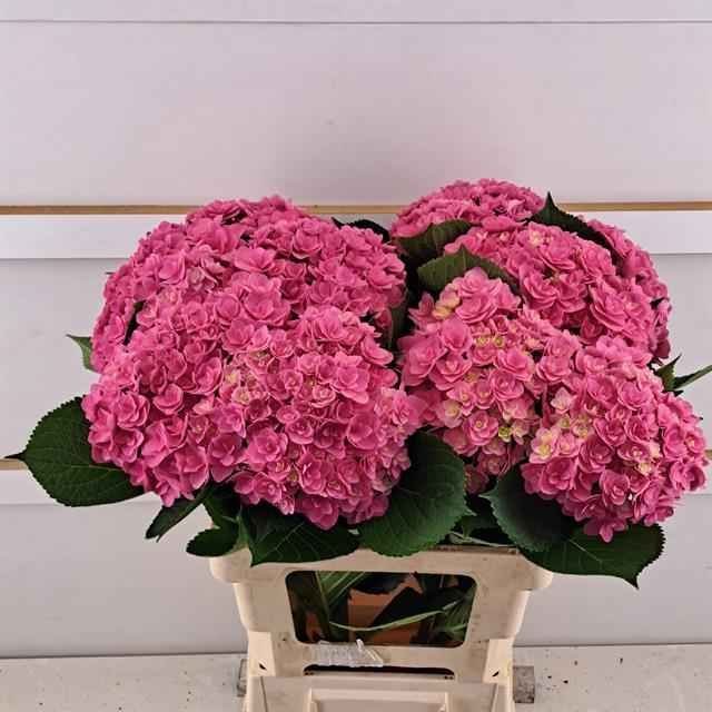 Срезанные цветы оптом Hydrangea royal kiss от 10шт. из Голландии с доставкой по России