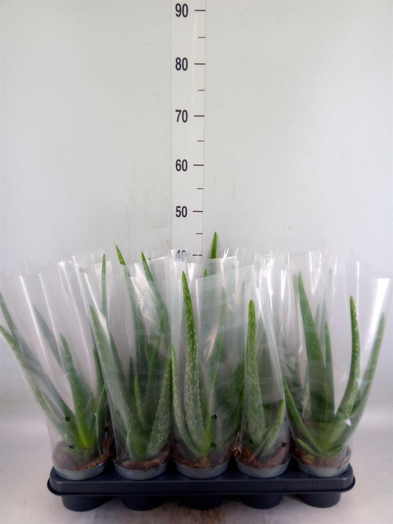 Горшечные цветы и растения оптом Aloe Vera от 10шт из Голландии с доставкой по России
