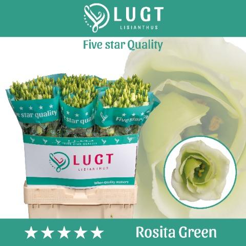 Срезанные цветы оптом Lisianthus do rosita green от 140шт. из Голландии с доставкой по России