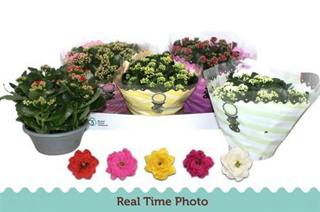 Горшечные цветы и растения оптом Kal Ge Gem 5 Kl от 3шт из Голландии с доставкой по России