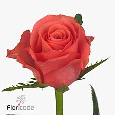 Срезанные цветы оптом Rosa large pink tacazzi+ от 50шт из Голландии с доставкой по России