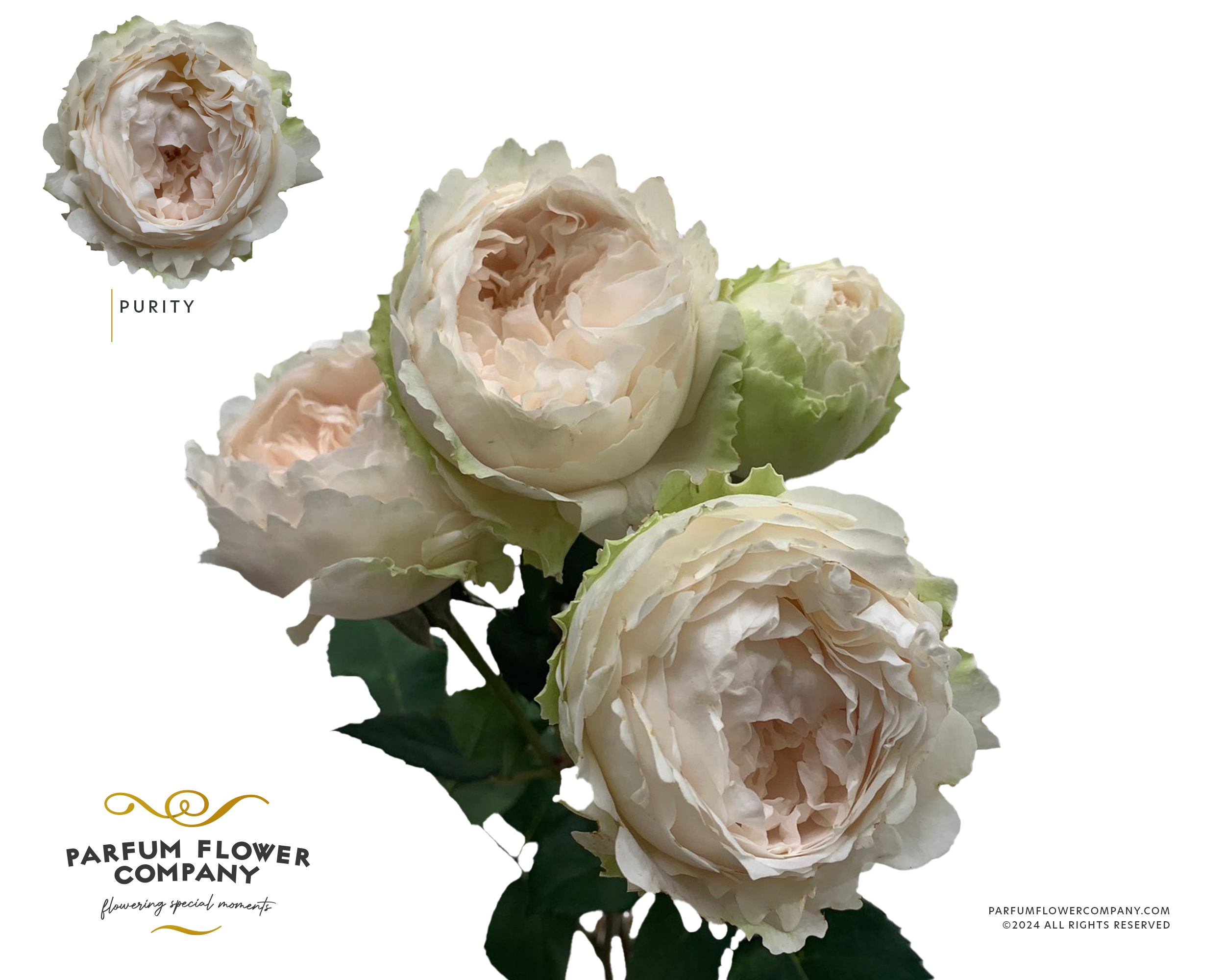 Срезанные цветы оптом Rosa sp austin purity от 12шт из Голландии с доставкой по России