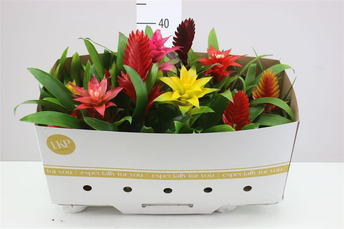 Горшечные цветы и растения оптом Bromelia Gemengd от 12шт из Голландии с доставкой по России