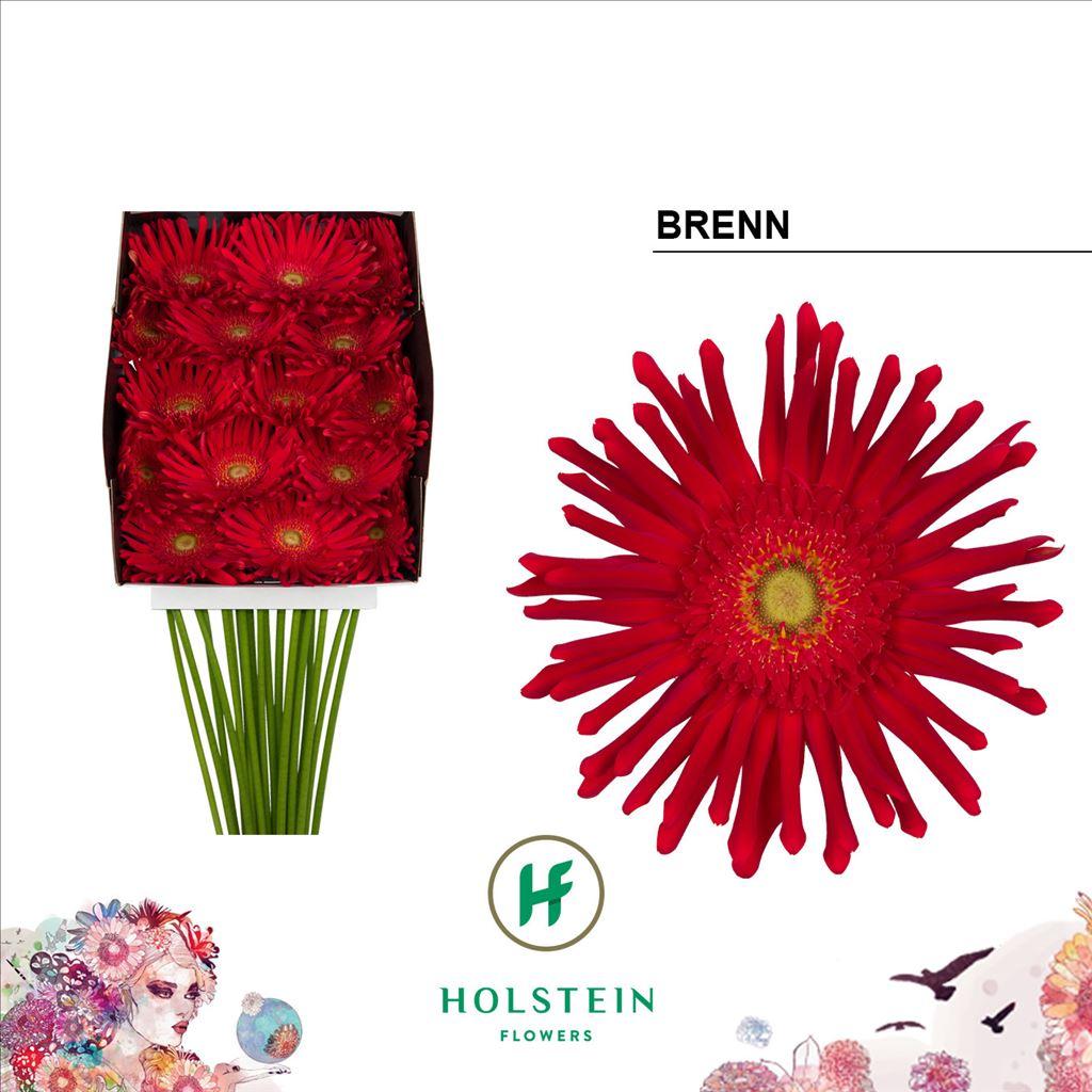 Срезанные цветы оптом Gerbera diamond gerpasta brenn от 15шт из Голландии с доставкой по России