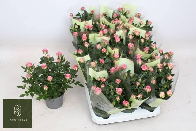 Горшечные цветы и растения оптом Ro Carousel Kord от 15шт из Голландии с доставкой по России