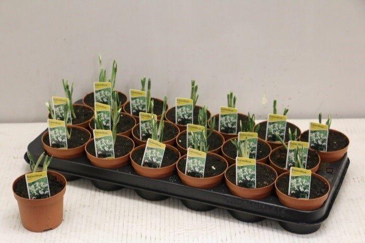 Горшечные цветы и растения оптом Galanthus Niv In Pot от 18шт (для телеги) из Голландии с доставкой по России
