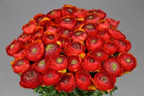 Срезанные цветы оптом Ranunculus clooney tropico от 60шт из Голландии с доставкой по России