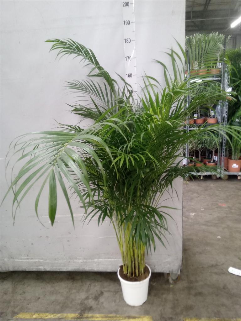 Горшечные цветы и растения оптом Dypsis Lutescens ...chrysalidoca от 1шт из Голландии с доставкой по России